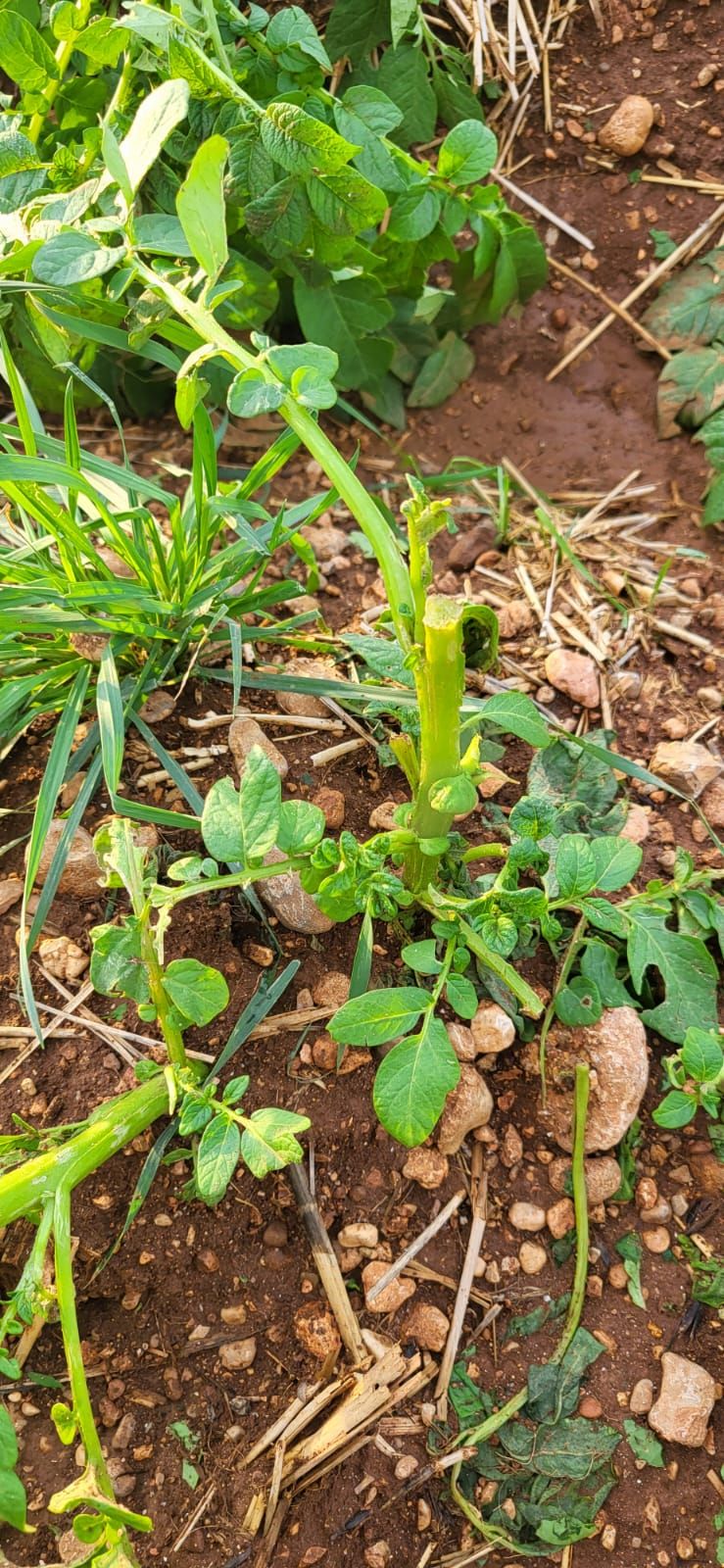 Una granizada destroza el cultivo de la patata en sa Pobla