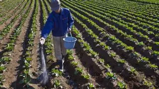 Cambios en la Renta Agraria: Este es el nuevo número de jornadas para acceder al subsidio de 570 euros