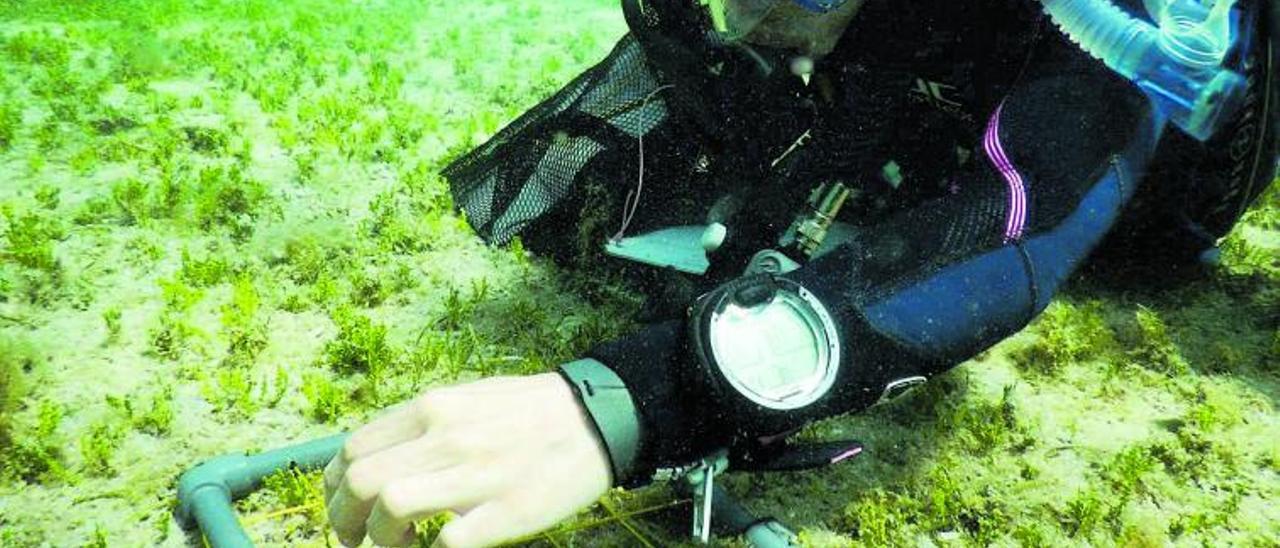 Una investigadora recoge muestras del alga invasora ‘Halimeda incrassata’. | | FIONA TOMAS (IMEDEA)