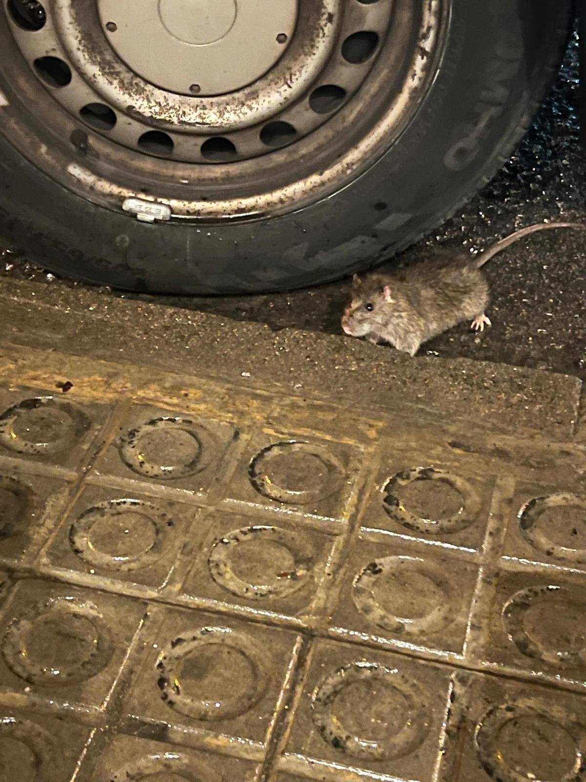Una rata aquest dimarts davant de la botiga l'Orquídea, als Esquilets