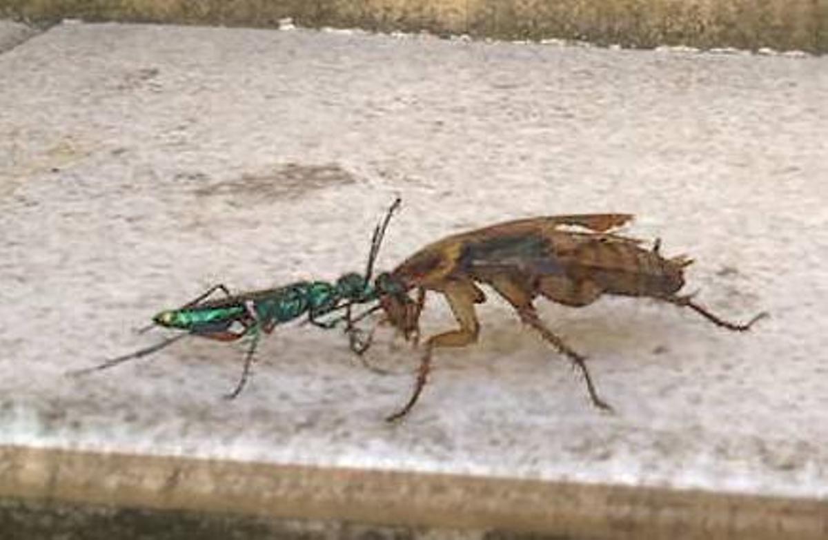 Una avispa esmeralda arrastra a una cucaracha.