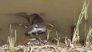 L’activitat humana als rius frena l’expansió de la llúdriga a Catalunya