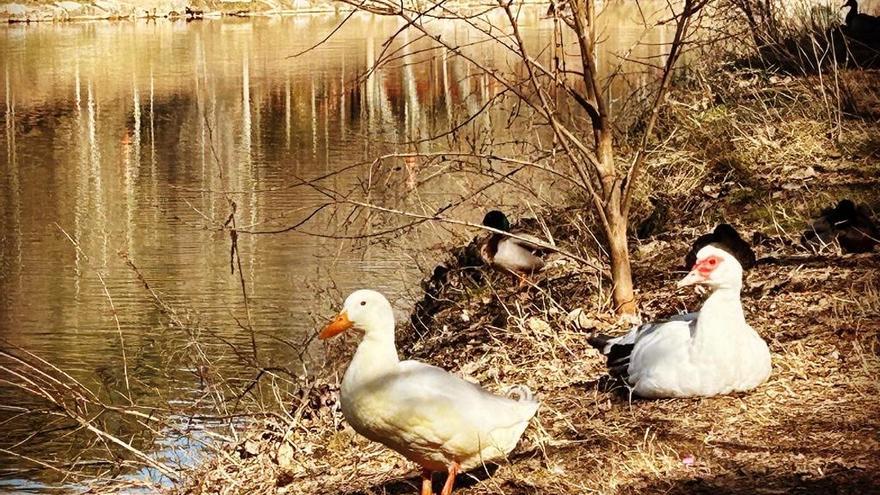 Habitants al llac de Navarcles.