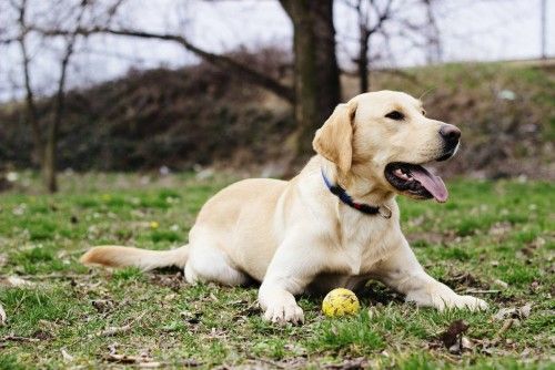 labrador-retriever.jpg