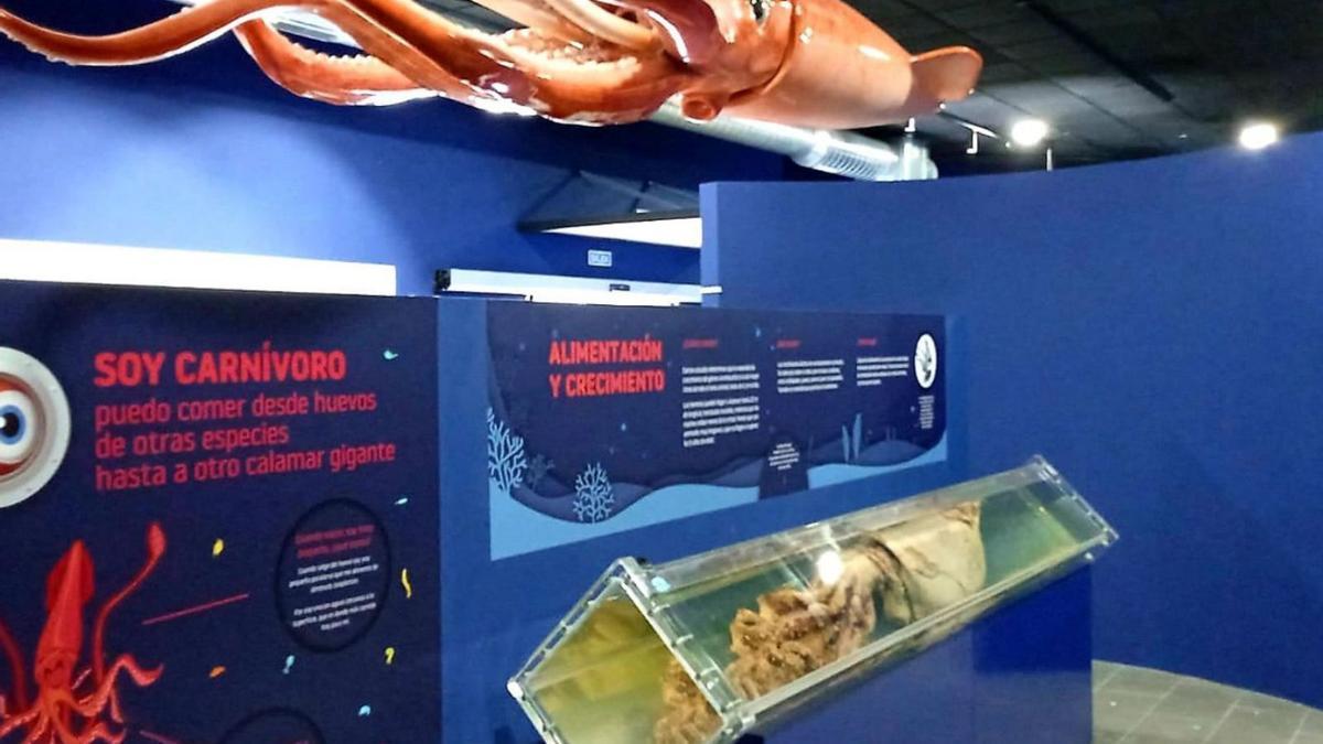 Un rincón del nuevo Museo del Calamar Gigante de Luarca, en la primera imagen del interior que se publica.  | LNE