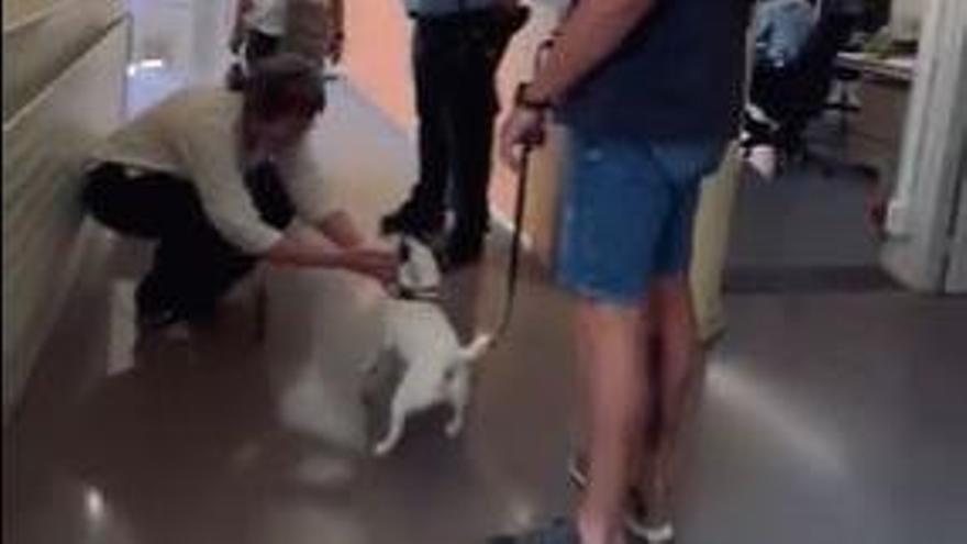 Vídeo: Roben un gos lligat a Taialà, el troben al Parc Central i el tornen a la seva propietària