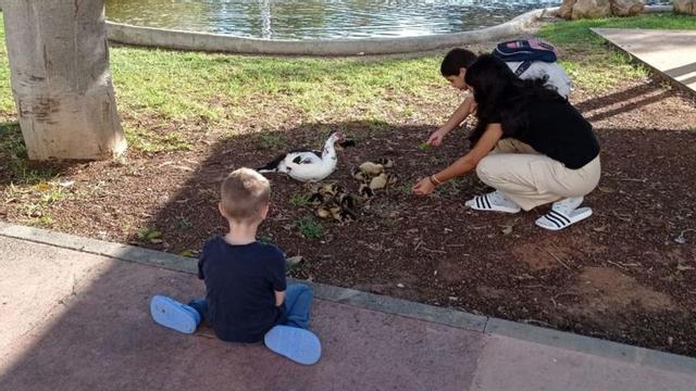 Crece la familia de patos del parque de la Paz | DI