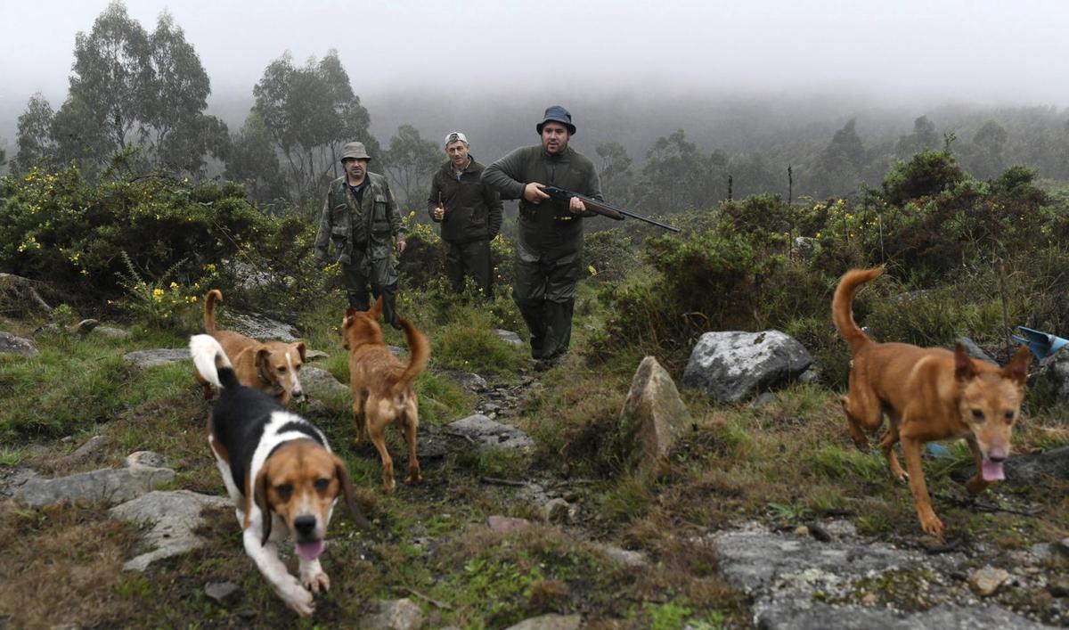 Casi 20.000 hectáreas de Pontevedra y seis concellos más, declaradas para la caza libre