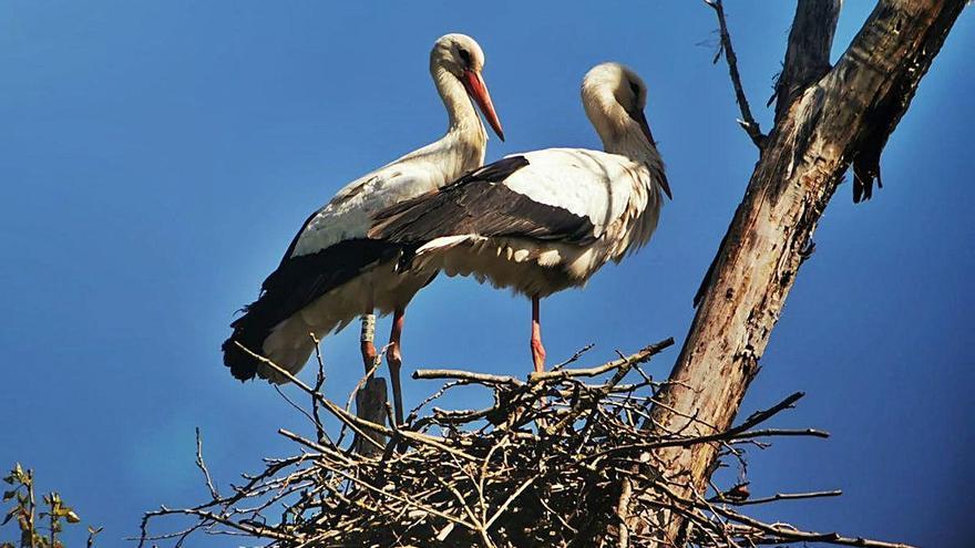 El niu de cigonya blanca trobat a l&#039;entorn de l&#039;Estany.