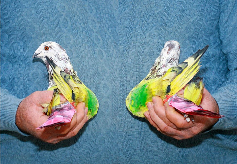 Fotografía de la muestra 'Palomas al aire' de Ricardo Cases