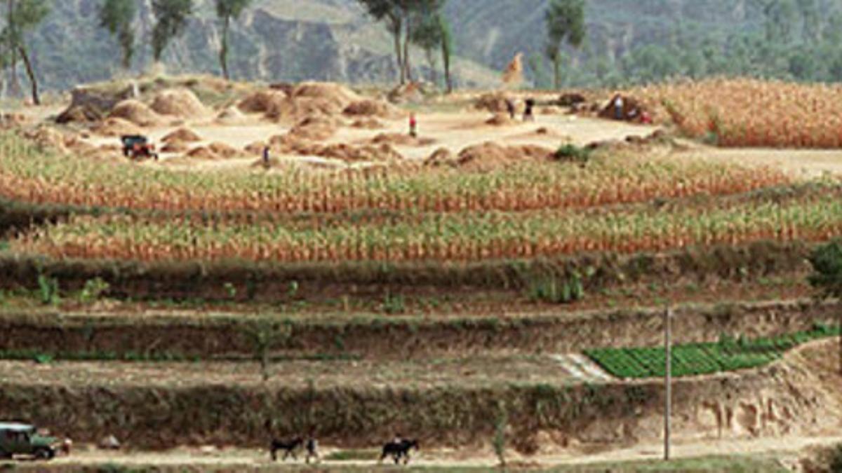 Campos de cultivo de cereales en China.