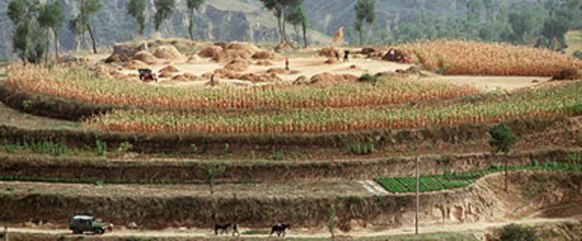 Camps de cultiu de cereals a la Xina. Camps de cultiu de cereals a la Xina.