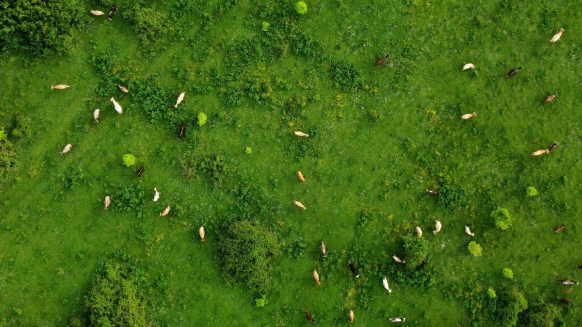 La aplicación permite hacer seguimiento de cultivos con la IA e imágenes vía satélite.