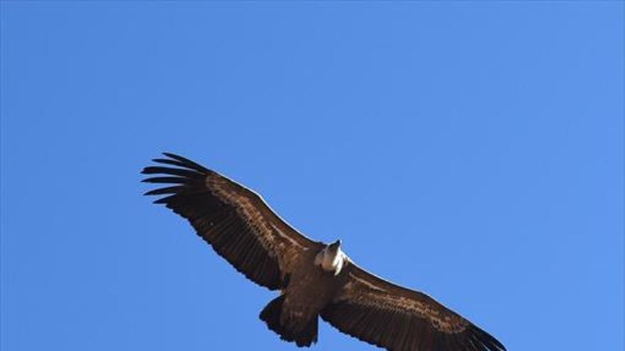 Vuelo en familia