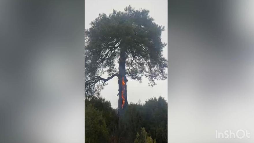 El rayo que destroza un árbol en Castellón