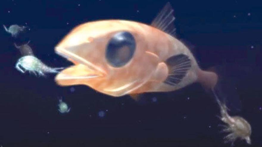 Los microorganismos que ingieren noctilucas se convierten en presa fácil para los peces debido a que se vuelven brillantes.