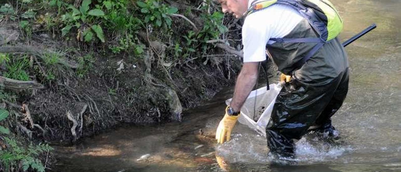Retirada de peces muertos por un vertido contaminante. // G. Santos