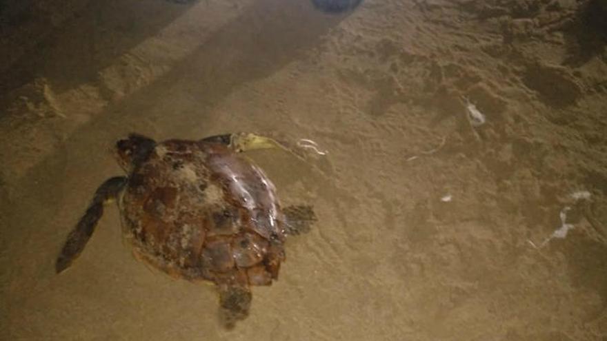 Rescatado un ejemplar de tortuga boba en la playa de La Mata de Torrevieja