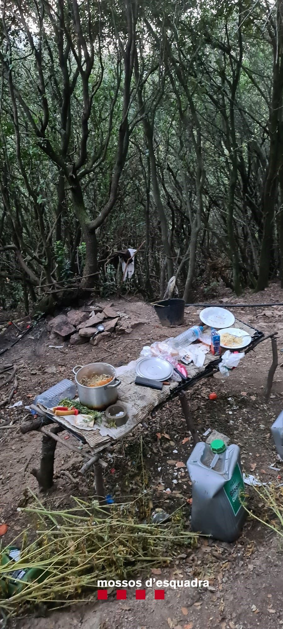 Cultivaven marihuana en una zona boscosa de difícil accés a Les Guilleries