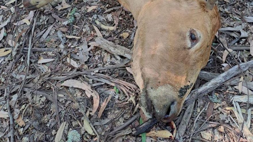 El cadáver de
una vaca al pie
de la carretera. | // SERGIO BASALO