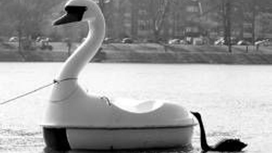 Una hembra de cisne se enamora de un patinete acuático en Alemania