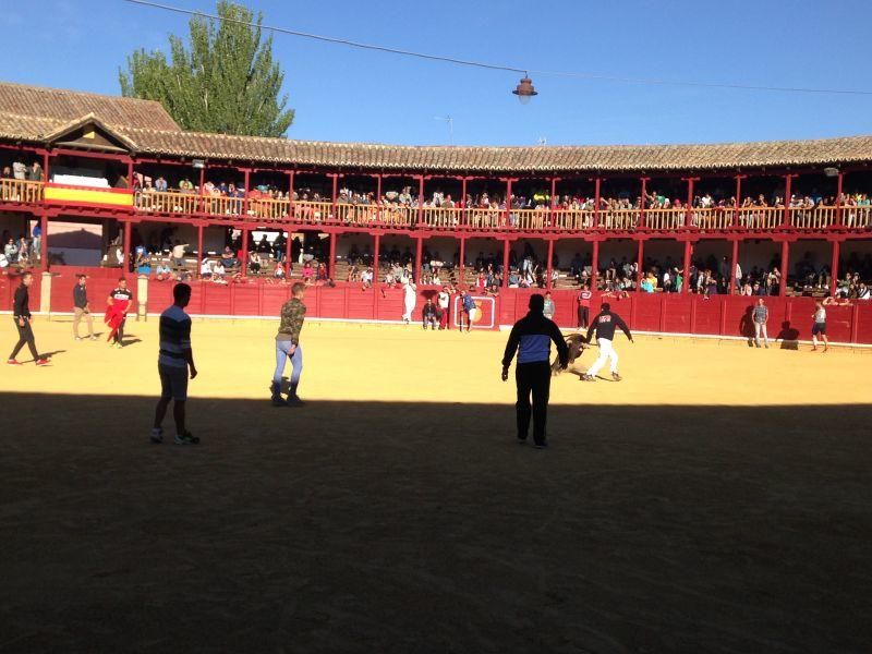 Toro de cajón y encierro urbano en Toro