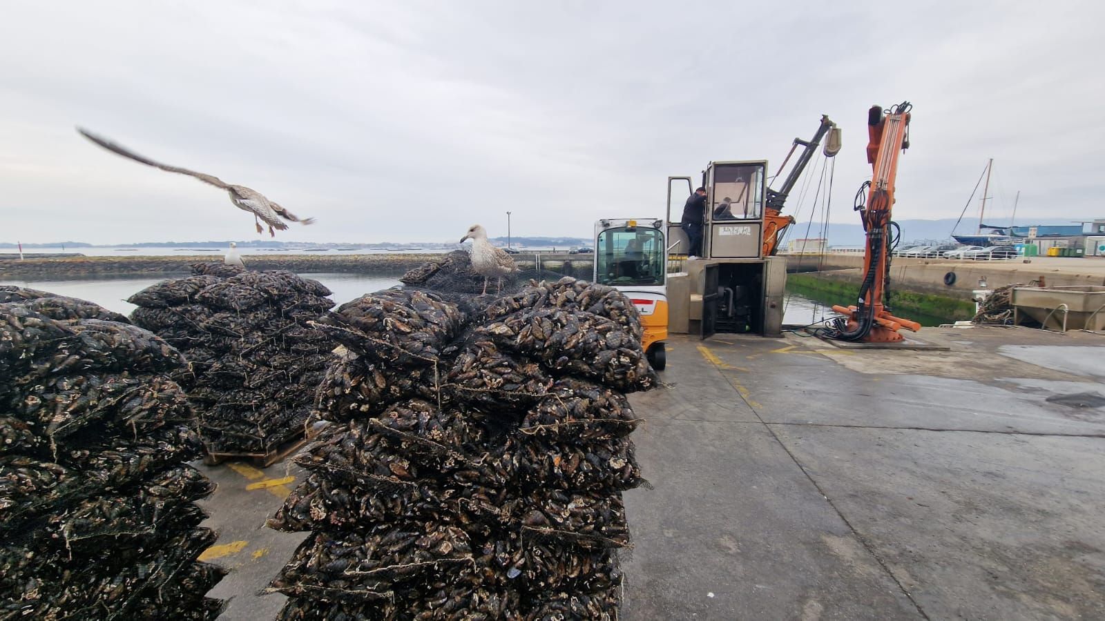 Descargas de mejillón para el mercado de fresco (depuradoras) en el puerto de Vilanova de Arousa.