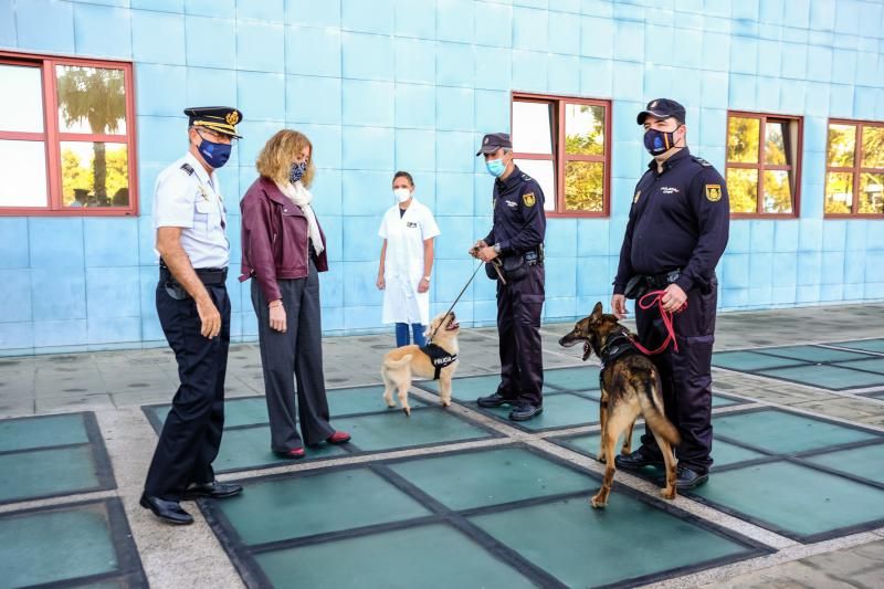 La Policía Nacional entrega en adopción a “Basco”