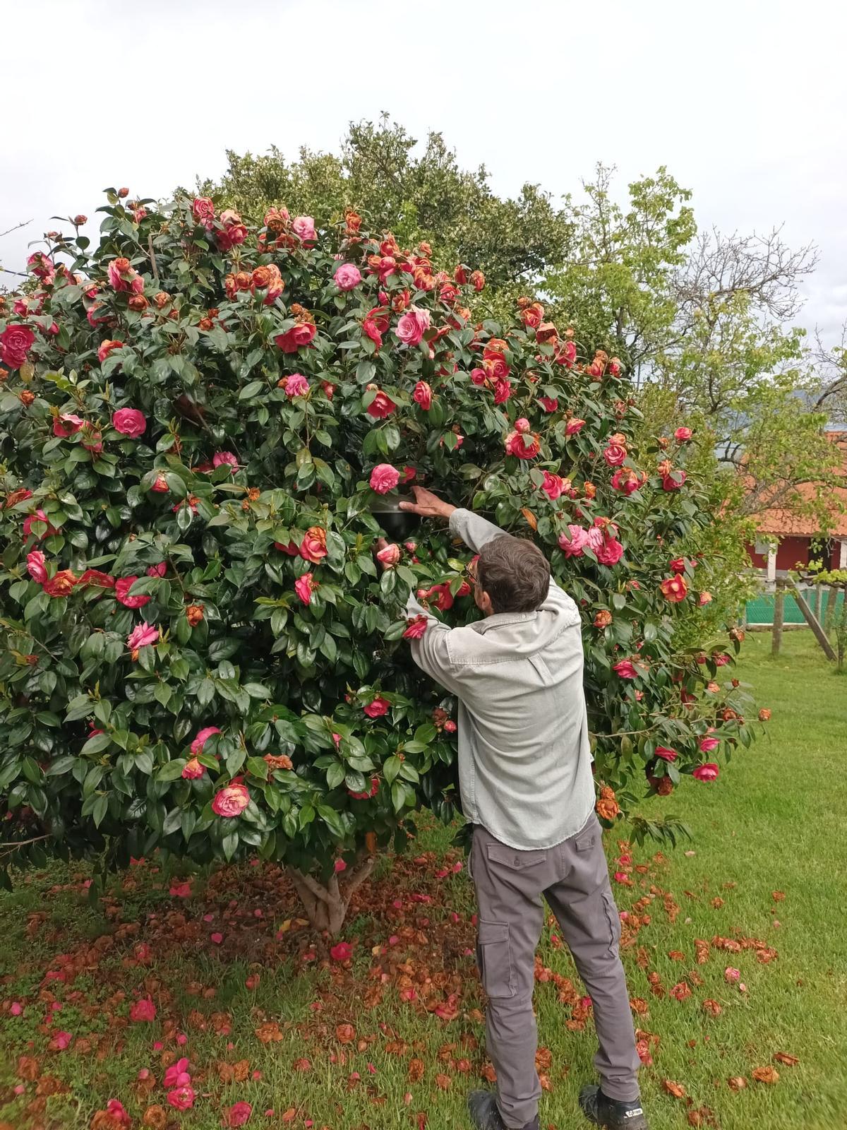 El apicultor Juan Alonso viendo la trampa en un camelio en su casa de Tirán.