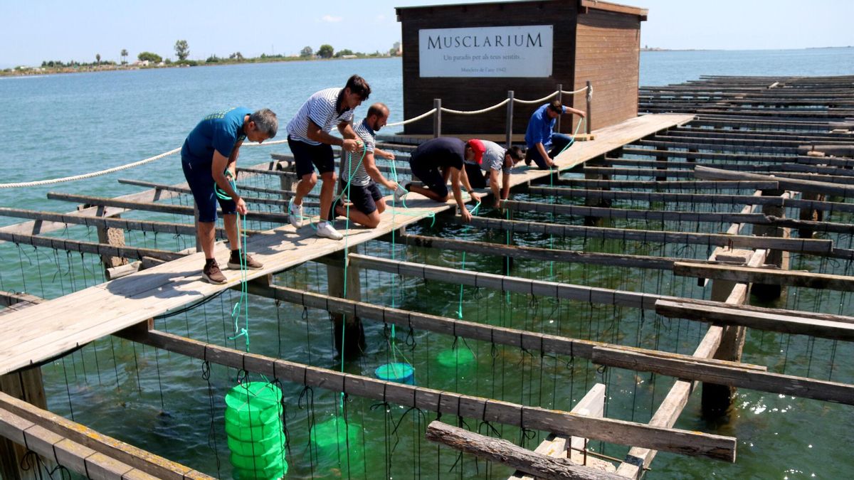 Técnicos del IRTA y criadores de moluscos introducen en las aguas de la bahía de Els Alfacs las semillas de ostra adaptadas al cambio climático.