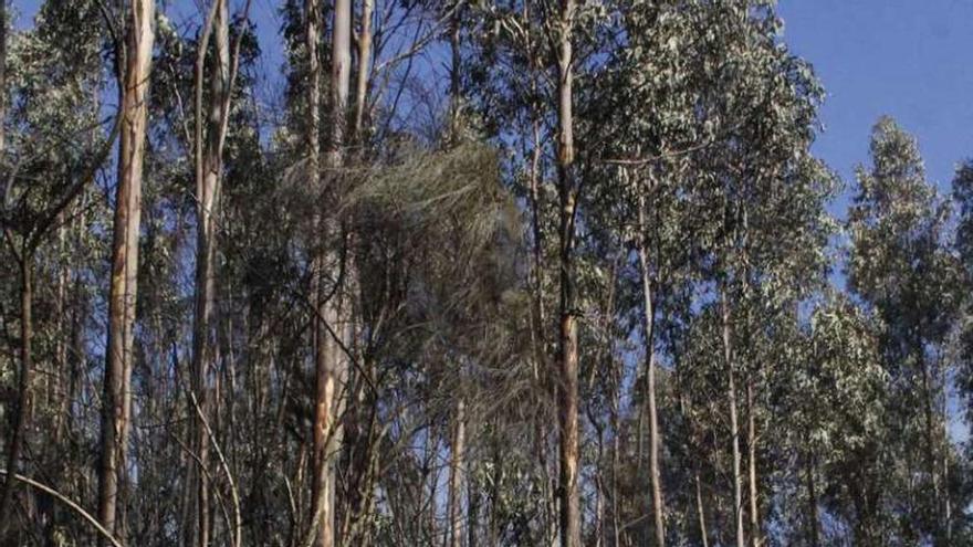 Monte calcinado en Pontesampaio. // S. Álvarez