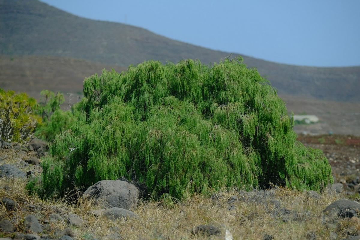 Yacimiento de Los Letreros de Balos: 50 Aniversario de la Declaración de Bien de Interés Cultural