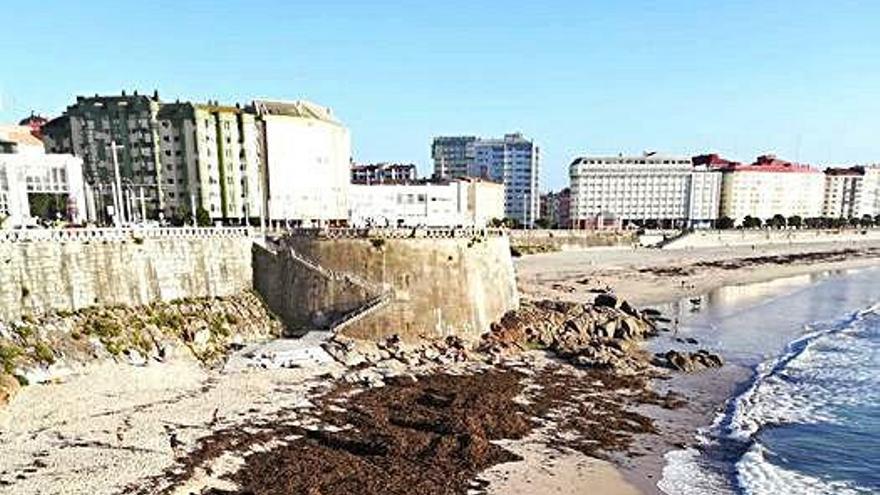 Algas depositadas en el arenal.