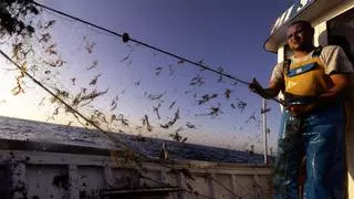 La expansión del alga asiática, la 'ruina' de los pescadores andaluces