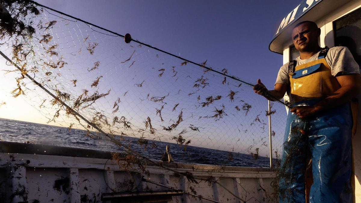 La expansión del alga asiática, la "ruina" de los pescadores andaluces