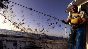 La expansión del alga asiática, la "ruina" de los pescadores andaluces