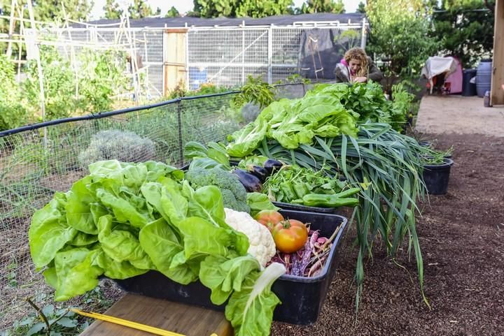 Visita escolar a la Granja Agricola del Cabildo