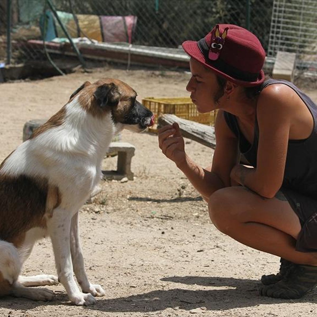 Hasta 117 perros recogió la fundación Salvando Peludos en Alcalá de Henares.
