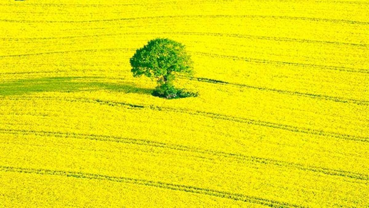 Un arbre solitari s’eleva sobre un camp florit de colzes a prop de la ciutat de Kiel a Alemanya.