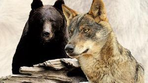 Un oso pardo y un lobo ibérico.