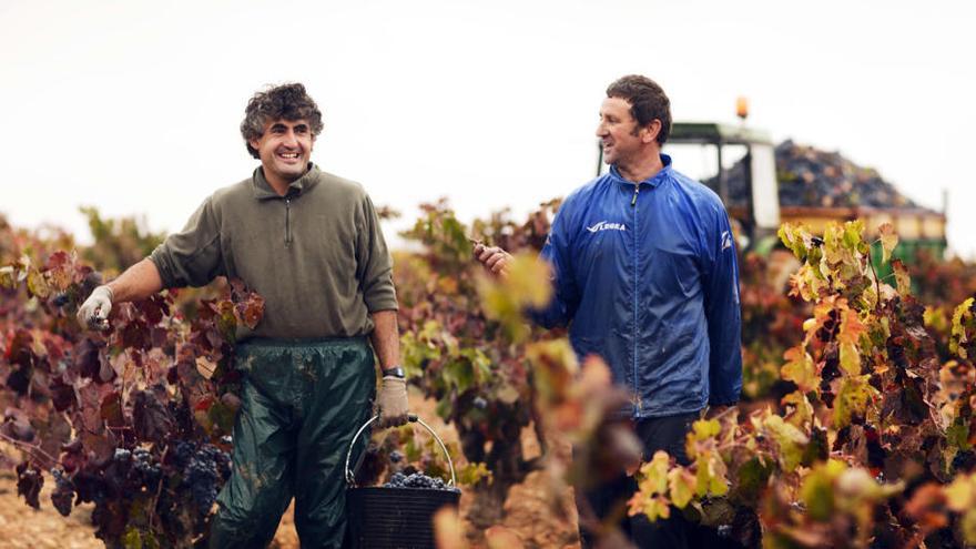 La cosecha de uva crece este año un 16% en Utiel-Requena