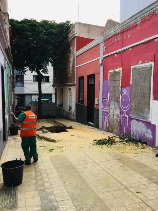 Cae un árbol en el pasaje Pisaca, de El Toscal