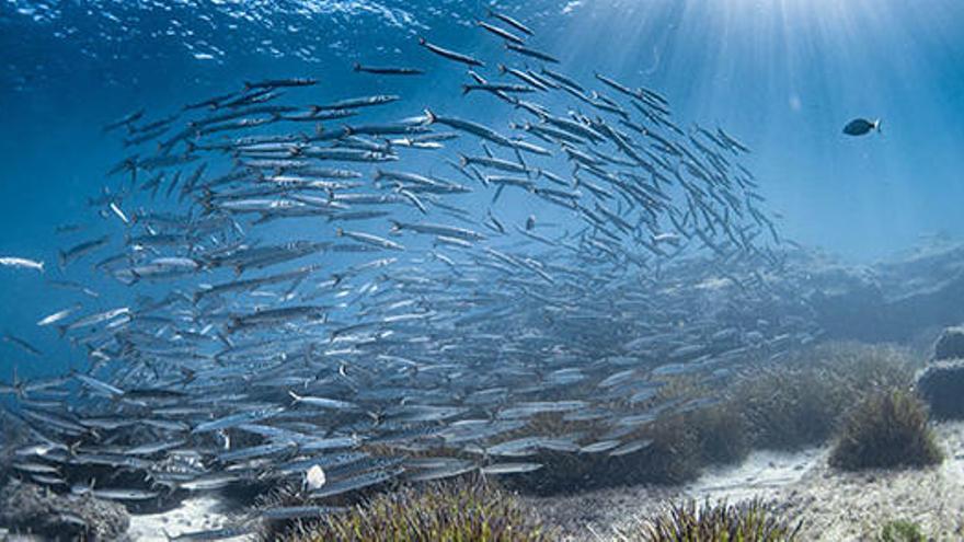 10 neue Erkenntnisse über das Meer vor Mallorca