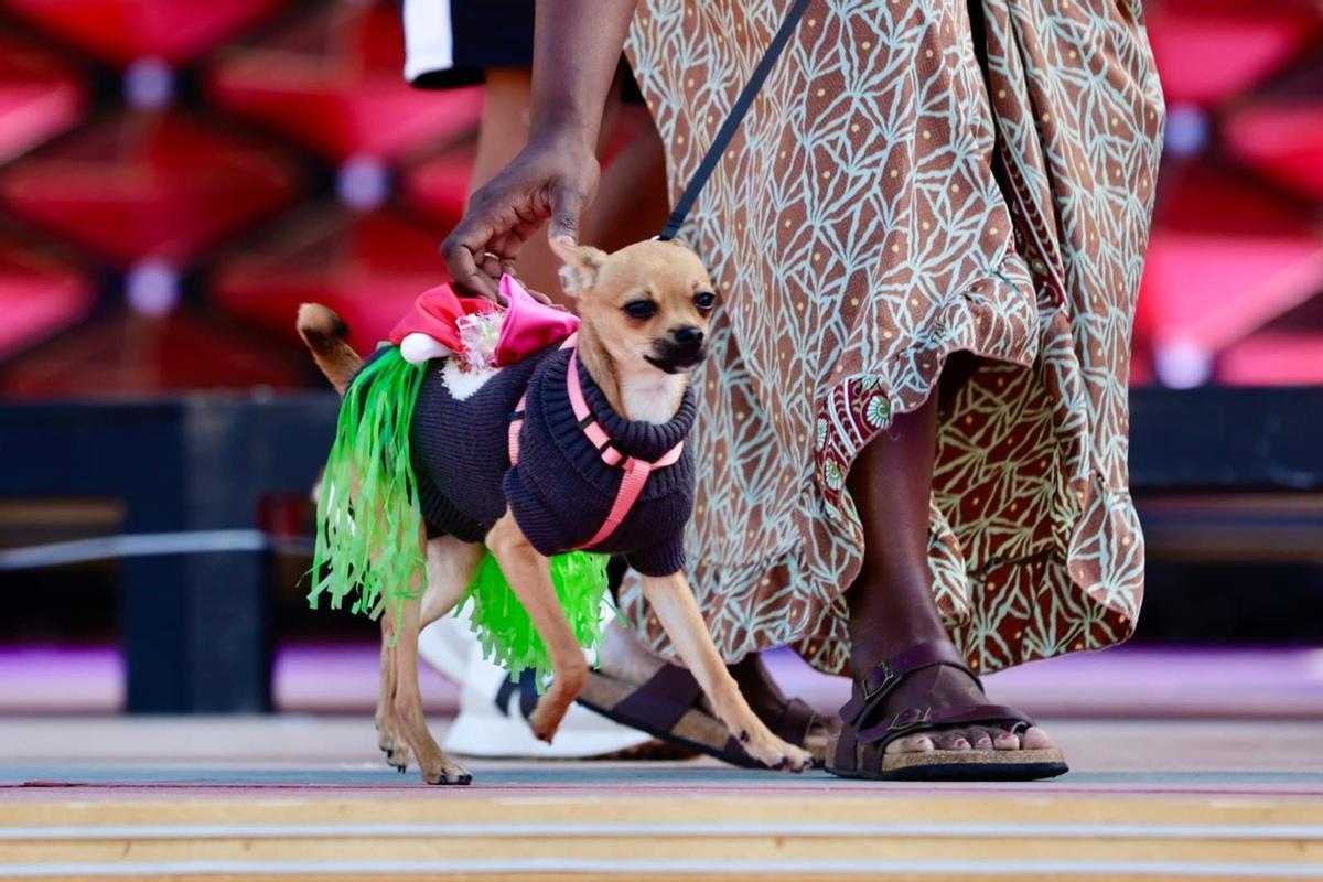 Carnaval Canino de Las Palmas de Gran Canaria 2026
