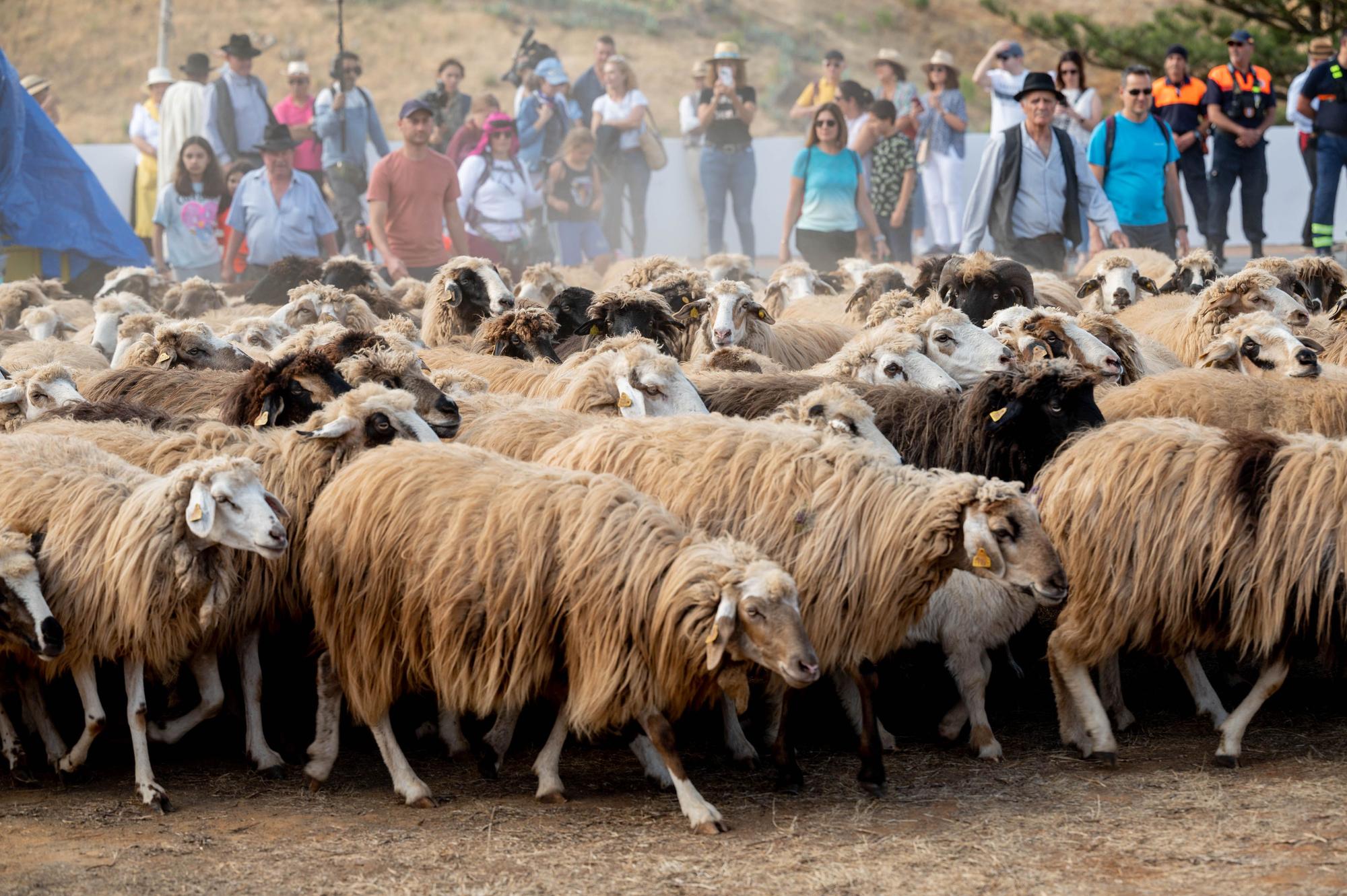 Fiesta de la Lana de Caideros