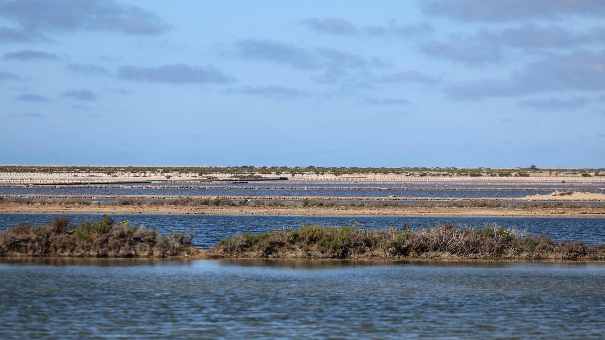 Las imágenes de la jornada en el observatorio de aves en ses Salines de Ibiza