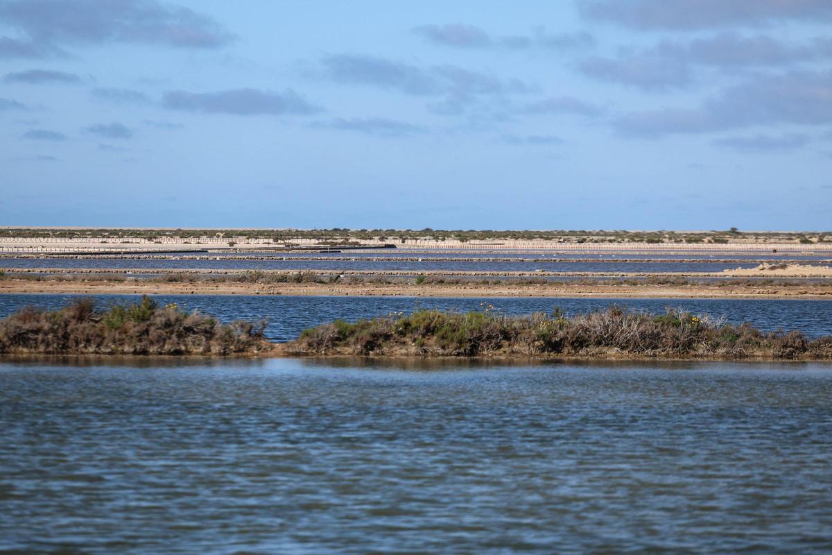 Las imágenes de la jornada en el observatorio de aves en ses Salines de Ibiza