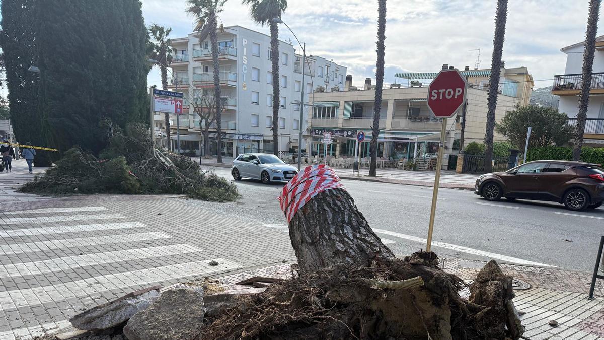 Restes de l'arbre caigut a Platja d'Aro