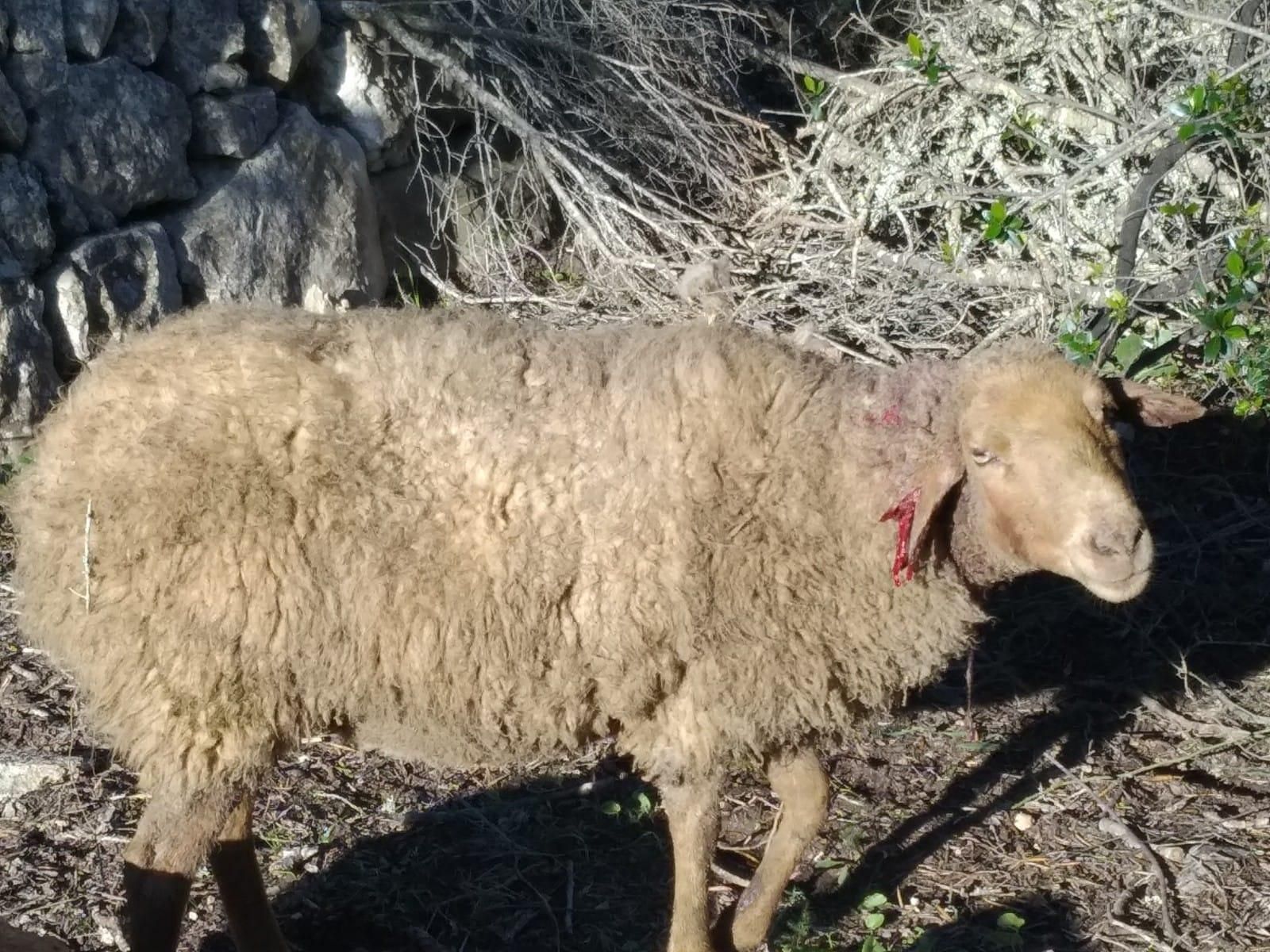 Tres perros matan a 60 ovejas embarazadas en Llucmajor