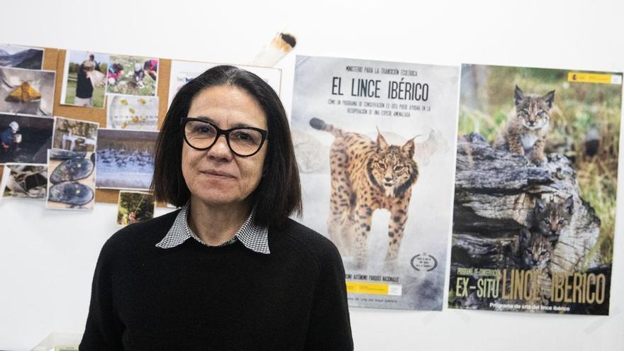 La veterinaria aragonesa que vuelve a casa para la reintroducción del lince: "No podemos ir a verlos como quien va a un zoo"